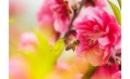桃花都快開了 你還宅在家里嗎？