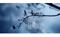 今日霜降 | 一年補(bǔ)透透，不如補(bǔ)霜降